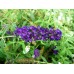 Будлея ( Buddleia davidii sp.)